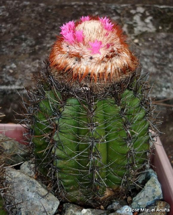 Melocactus radoczii Guajimero de Jauco, Maisi, Cu ©Jose Miguel Acuña